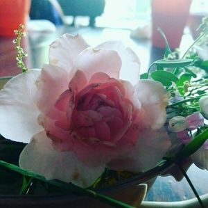 Meet your Posher, Morgan